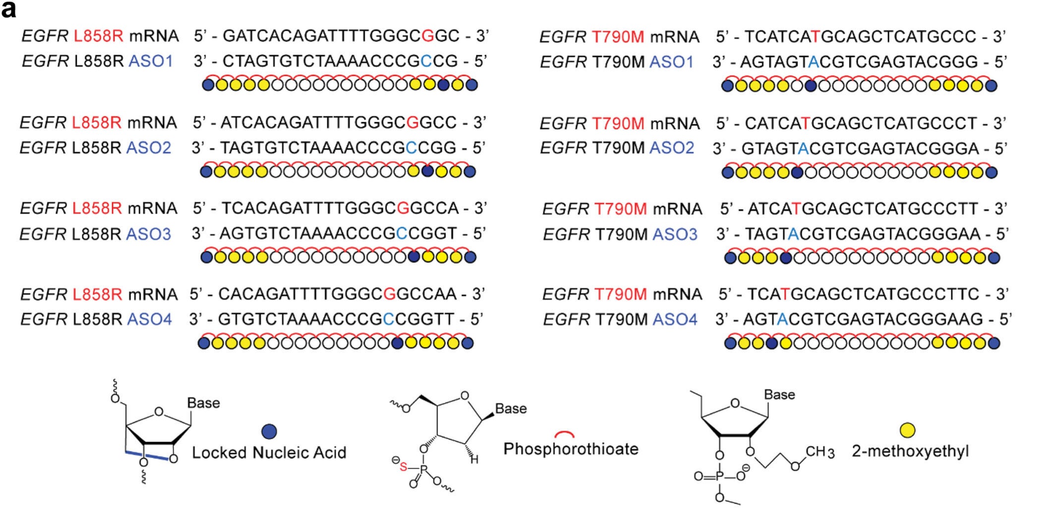 Antisense oligonucleotides (ASOs) are designed to specifically inhibit EGFR L858R/T790M mutants.