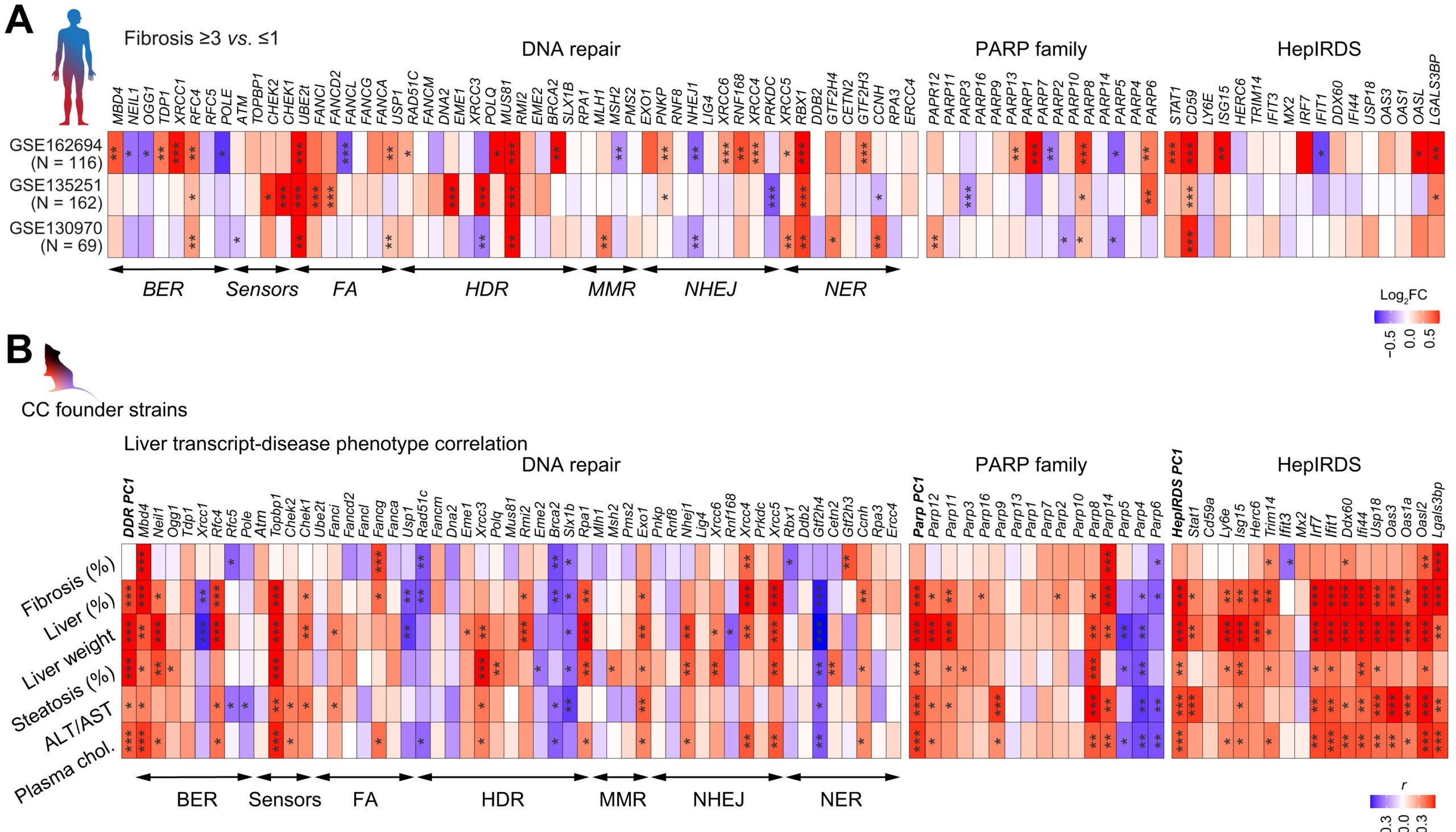 Liver DNA damage expression correlates with MASLD/MASH severity.