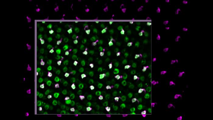 Zebrafish photoreceptor cells stimulated with blue light show correct electrical activity. The picture was taken using the microscope that was custom-built for this study.

