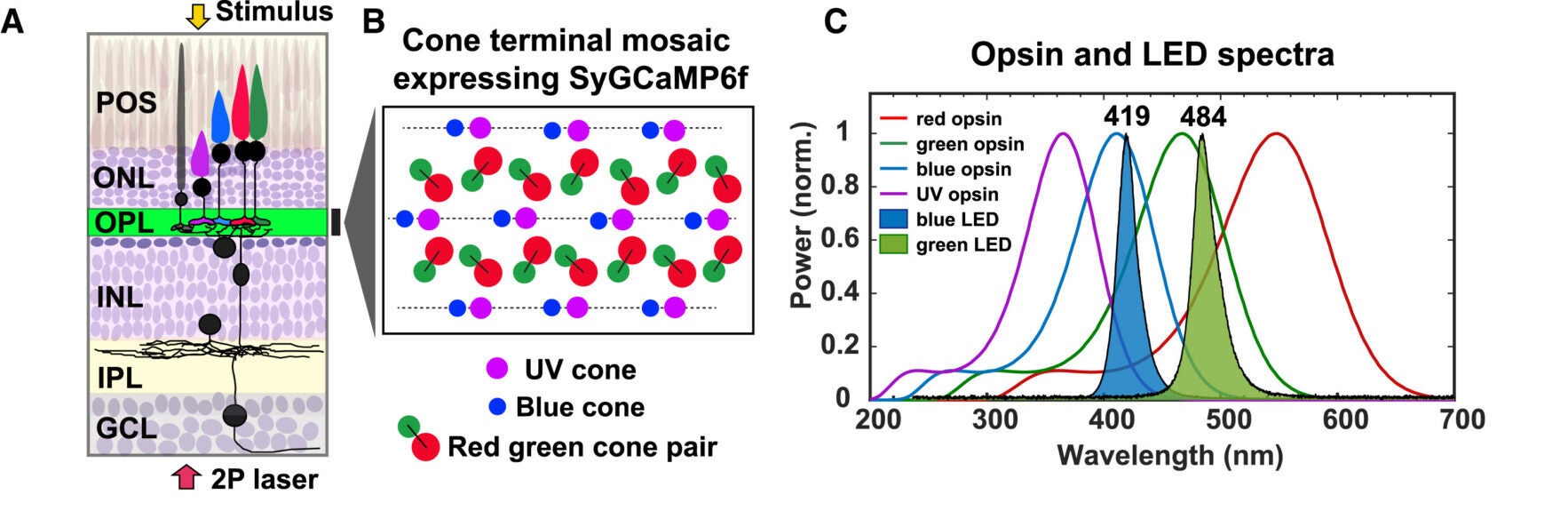 Schematic of adult zebrafish retina expressing SyGCaMP6f in all cone terminals in the outer plexiform layer (OPL). 2P imaging laser is delivered from the retinal ganglion cell side (red arrow), and light stimulation from the photoreceptor side (yellow arrow); see also Figures S1A–S1C.