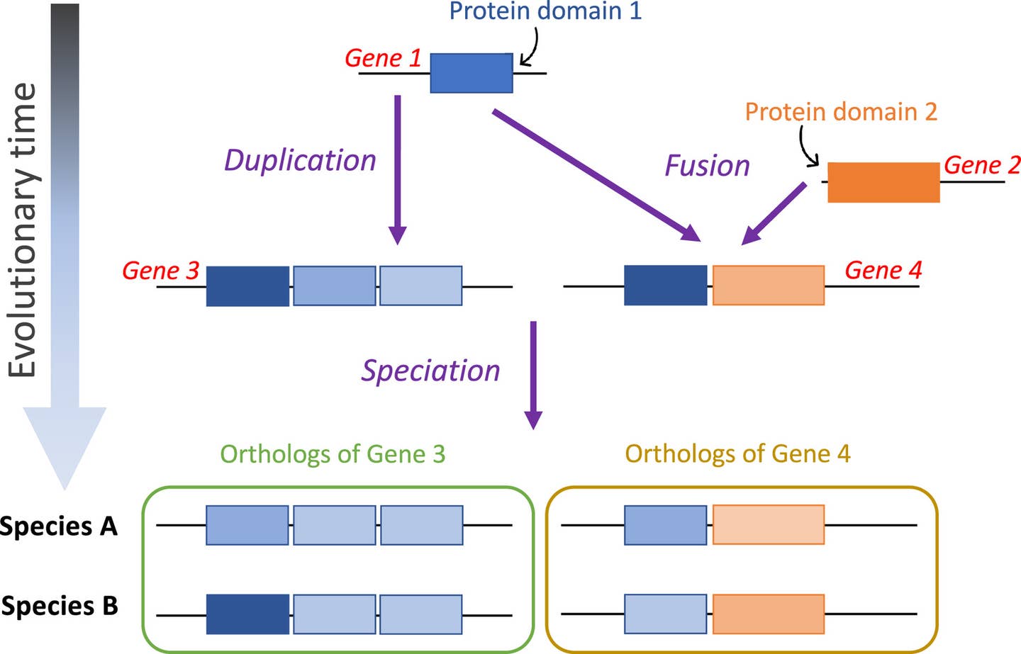 Genetic Code Development The universal genetic code, used by nearly all living organisms may be ...