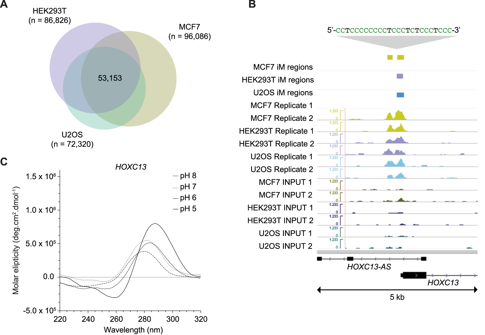 iM structures are detectable and broadly distributed across human genomic DNA.
