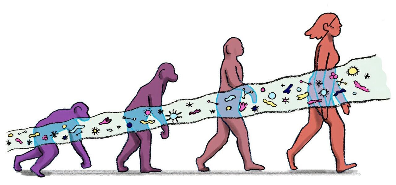 New research suggests the gut microbiome could have influenced energy availability to evolve a larger brain.