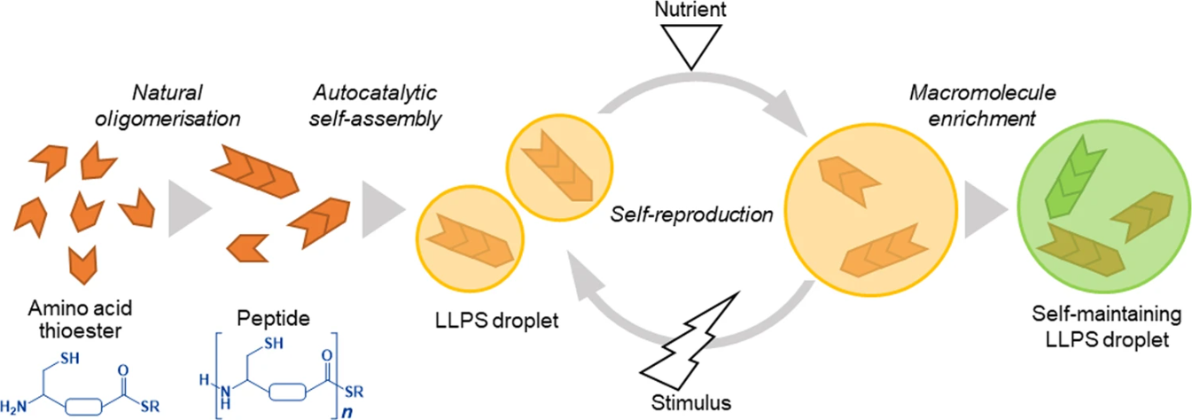 The process begins with the oligomerization of the amino acid thioester, resulting in peptide formation. These peptides then undergo liquid–liquid phase separation (LLPS), leading to the creation of microscopic droplets.