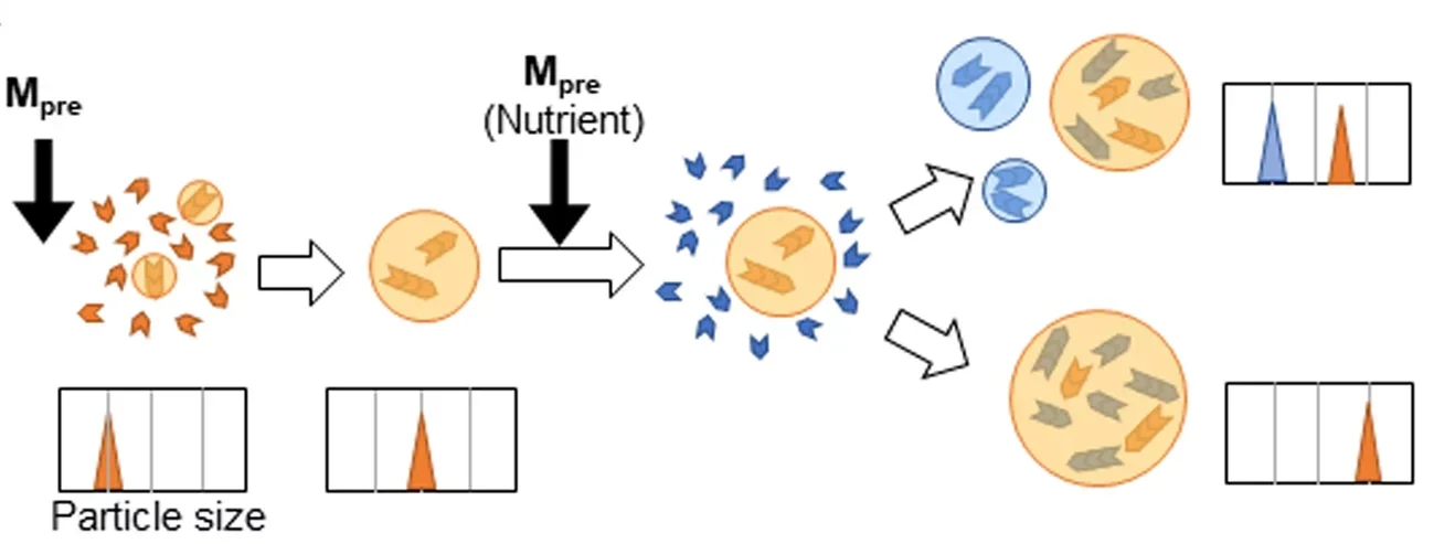 Measurement of the sizes of self-reproducing LLPS-formed droplets.