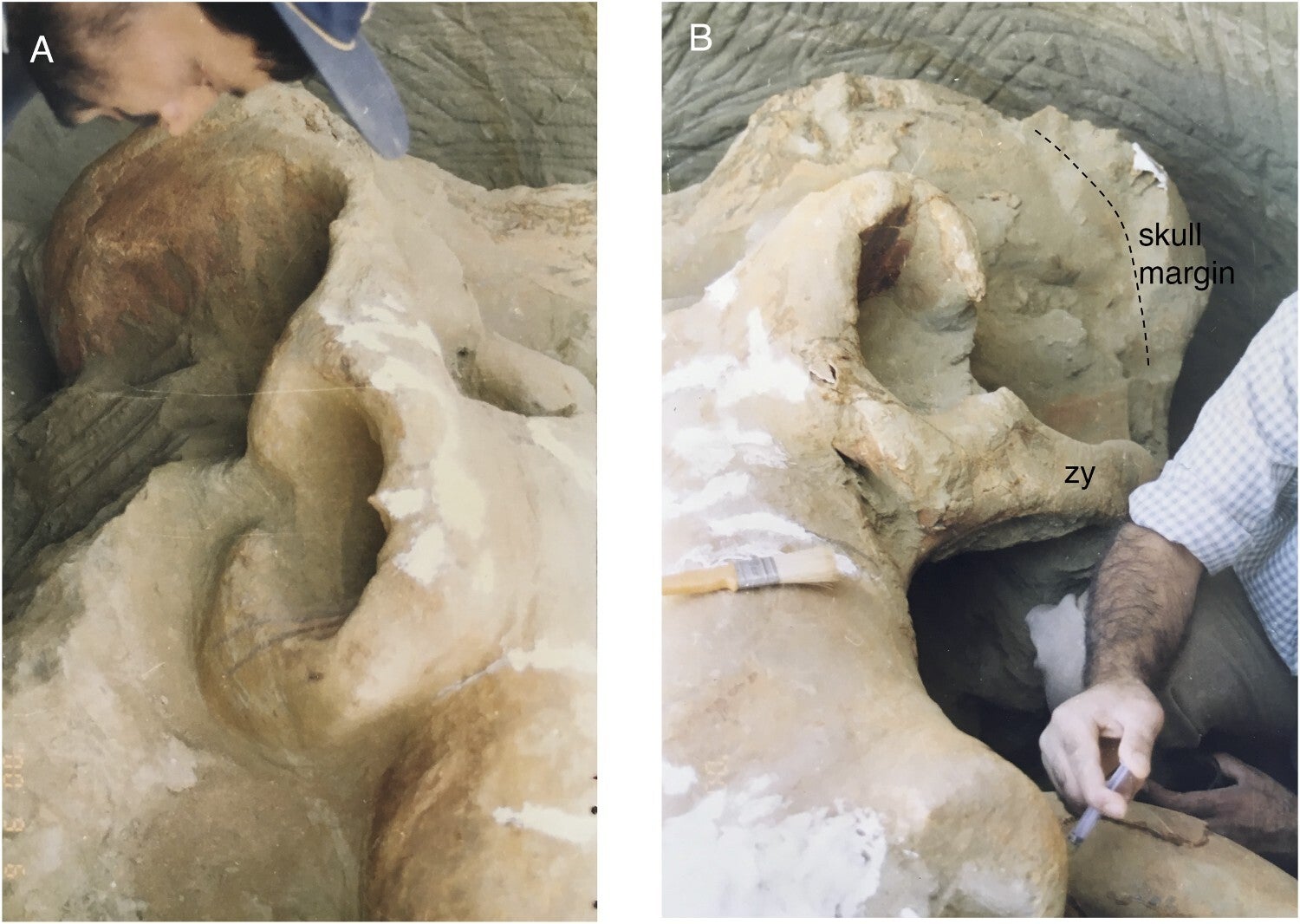Field photos of WMNH-VP-F1 in-situ within the section showing the undamaged and unobscured A, right, and B, left side of the skull. Abbreviation: zy, zygomatic.
