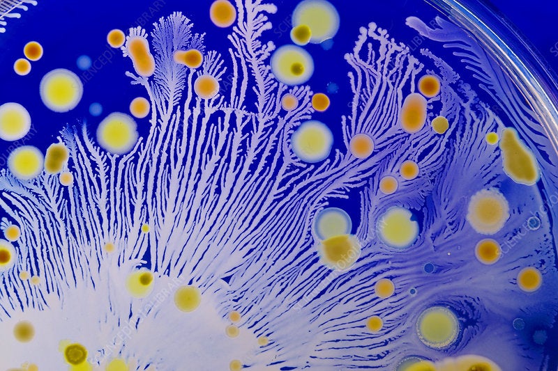Arctic Sea discovery can neutralize bacteria’s ability to cause disease