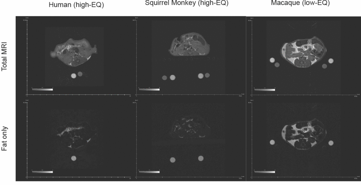 High-EQ primate-inoculated mice also appeared to have heightened energy production.