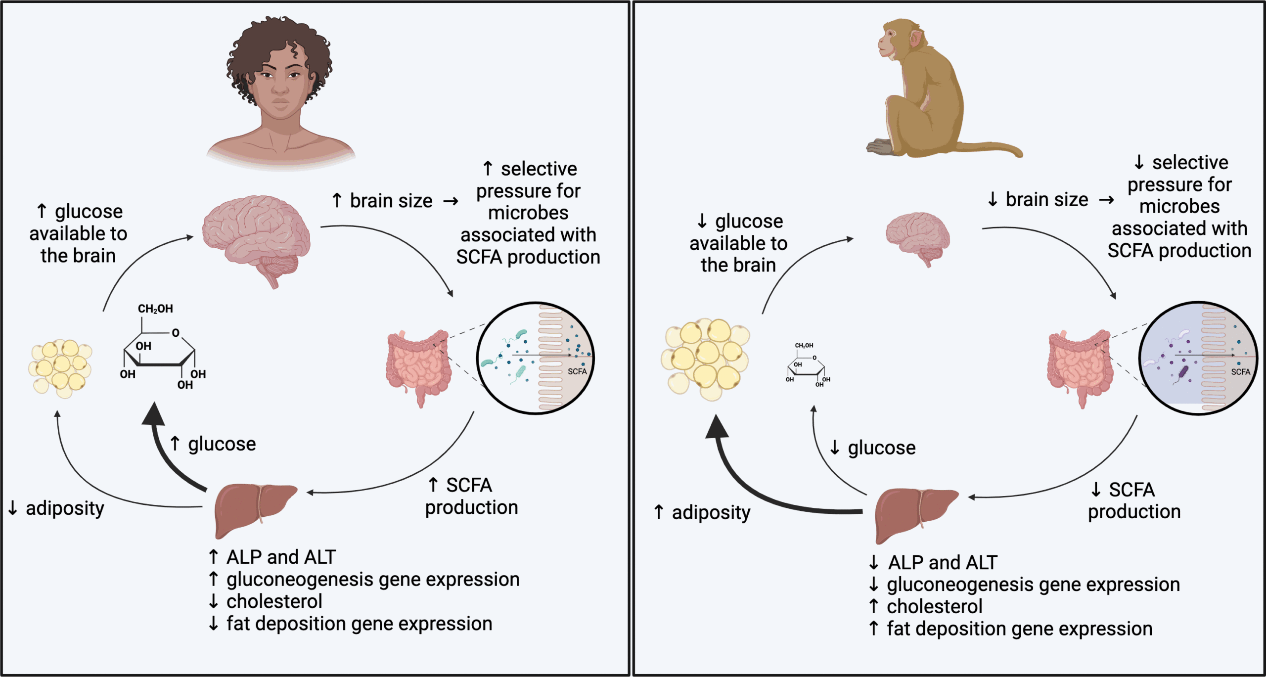 Putative model for microbial influences on the metabolism of high-EQ and low-EQ primates.