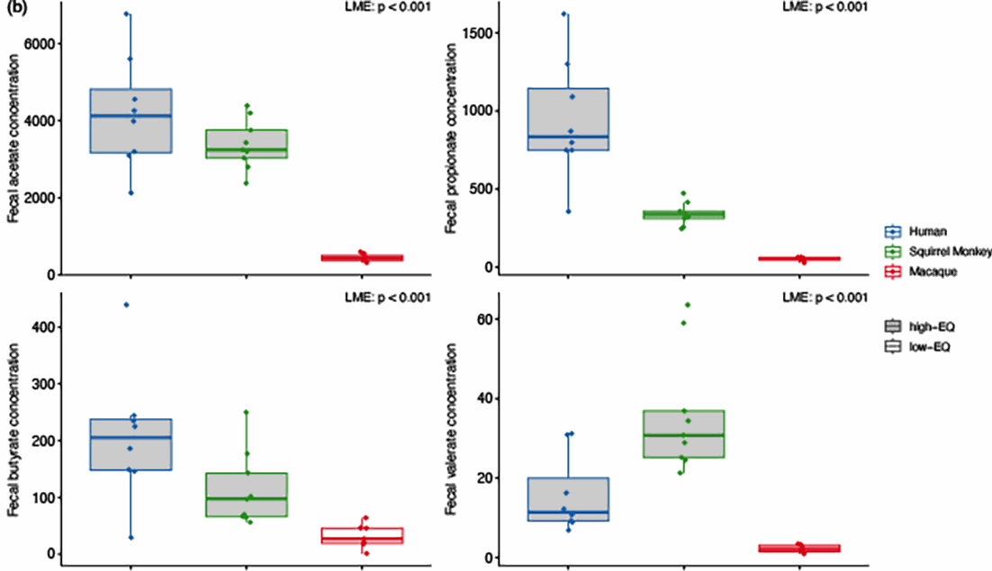 Functional differences between the GM of mice inoculated with high-EQ and low-EQ primate gut microbiomes.