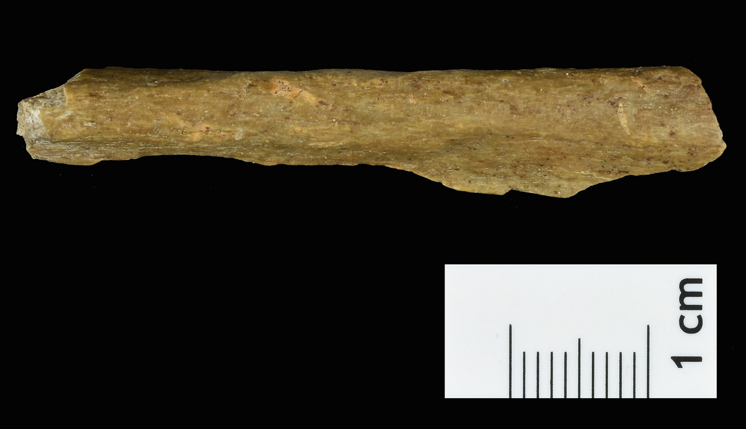 A human bone fragment from the new excavations at Ranis. UC Berkeley postdoctoral fellow Elena Zavala analyzed DNA from numerous bone fragments found at Ranis and discovered that many were from modern humans, Homo sapiens. 