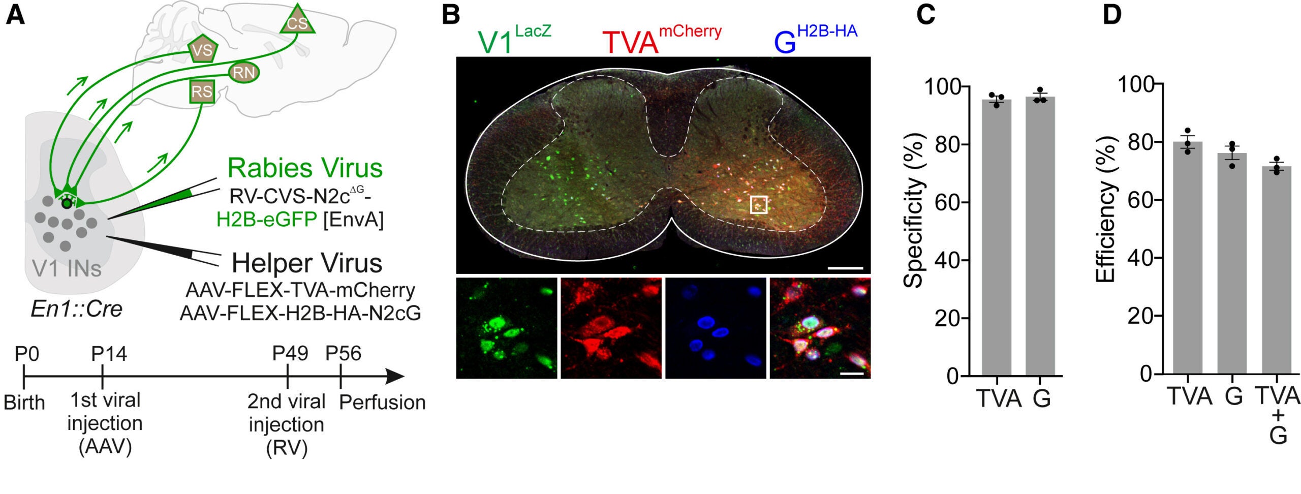 Strategy for transsynaptic tracing of descending inputs onto spinal V1 interneurons