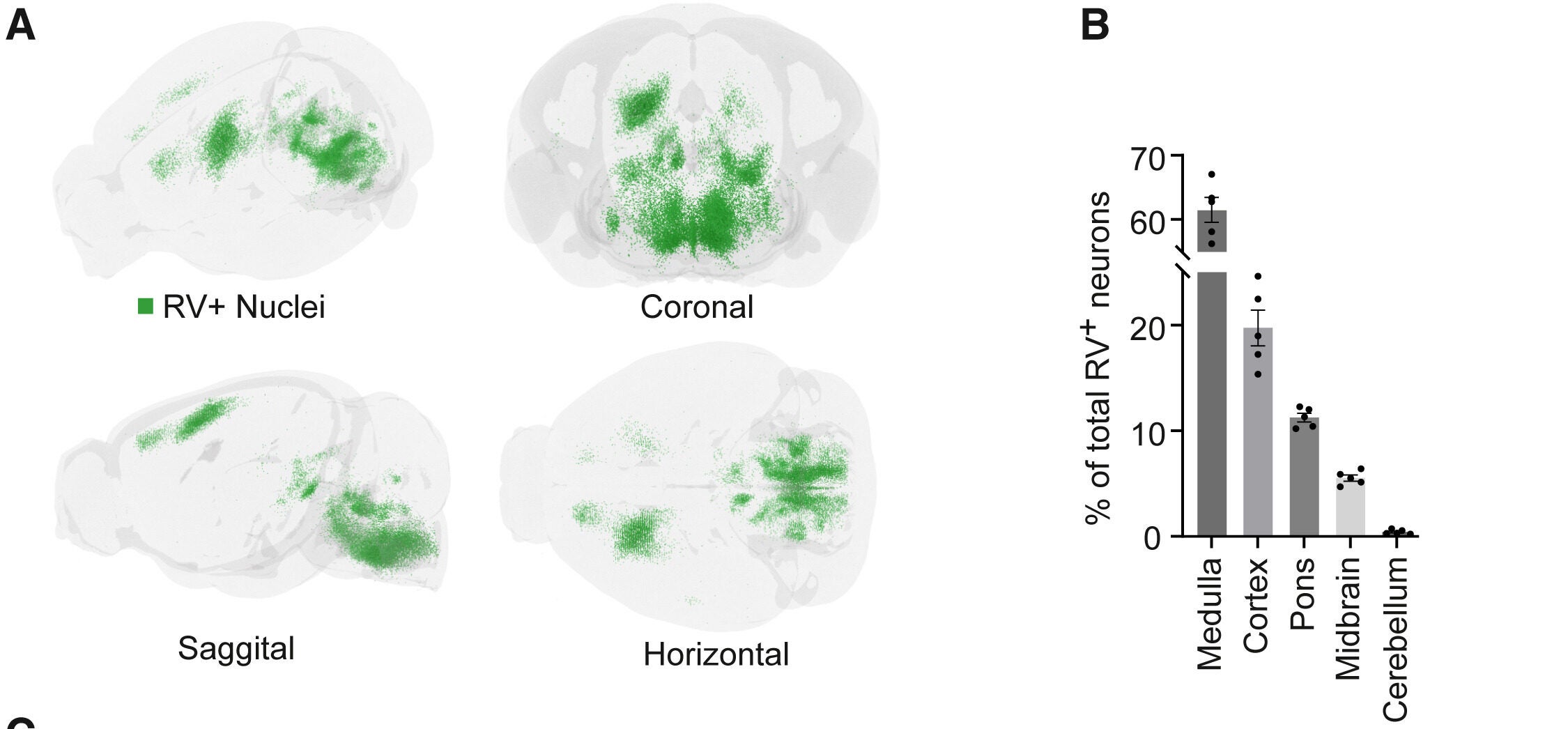 Identification of brain-wide inputs to spinal V1 interneurons