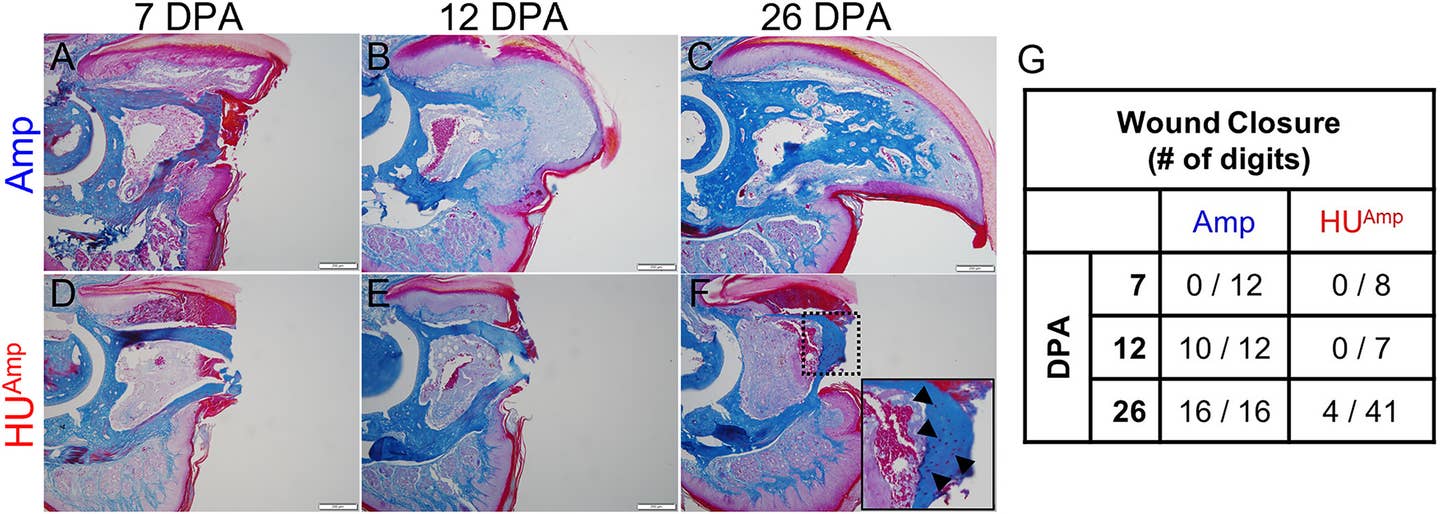 Hindlimb unloading inhibits wound healing. (A–F) Representative images of Mallory's trichrome staining of Amp (A–C) and HUAmp (D–F) digits at 7, 12, and 26 days post amputation (DPA) (scale bar = 100 μm). (F) Inset showing necrotic osteocytes (arrowheads). (G) Quantification of wound closure in Amp and HUAmp digits at different stages of regeneration.