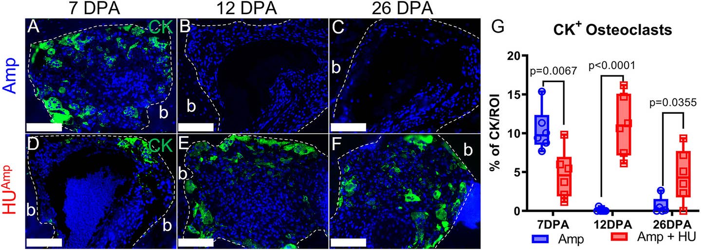 Hindlimb unloading delays osteoclast resorption. (A–F) Representative images of cathepsin K (CK)-immunopositive multinucleated osteoclasts in Amp (A–C) and HUAmp (D–F) digits at 7, 12, and 26 days post amputation (DPA) (scale bar = 100 μm). (G) Quantification of CK-immunopositive osteoclasts in Amp and HUAmp digits at different stages of regeneration (unpaired t test, n = 5–6 digits/group).