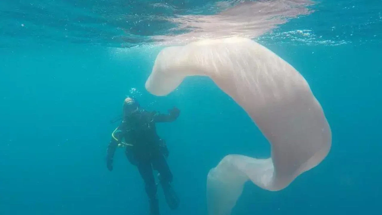 The bizarre organism took on several different shapes and sizes while the divers watched it.
