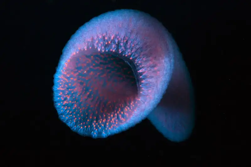 By swimming to the ocean surface at night, they capture phytoplankton under the cover of darkness