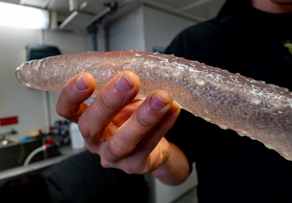 Pyrosome in hand. 