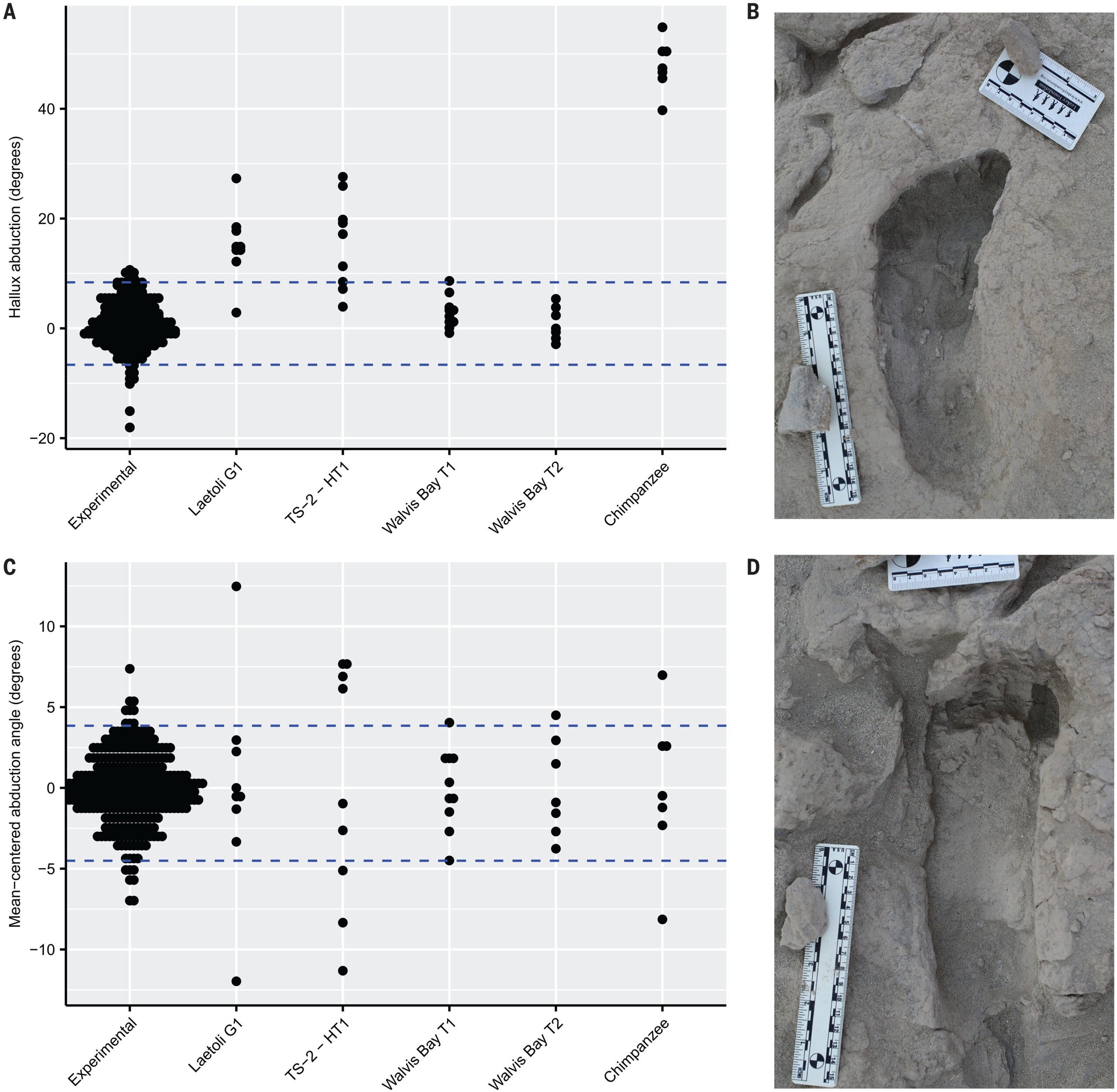 Hallucial abduction angles among modern experimental and fossil tracks.