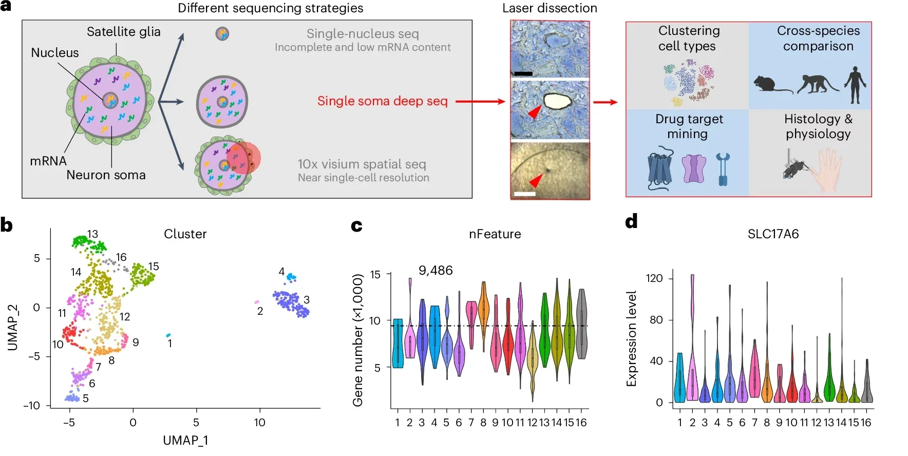 Developing an LCM-based approach for single-soma deep RNA-seq of hDRG neurons.