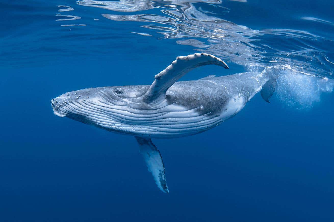 Synthetic whale poop offers a bold solution to climate change and ocean restoration