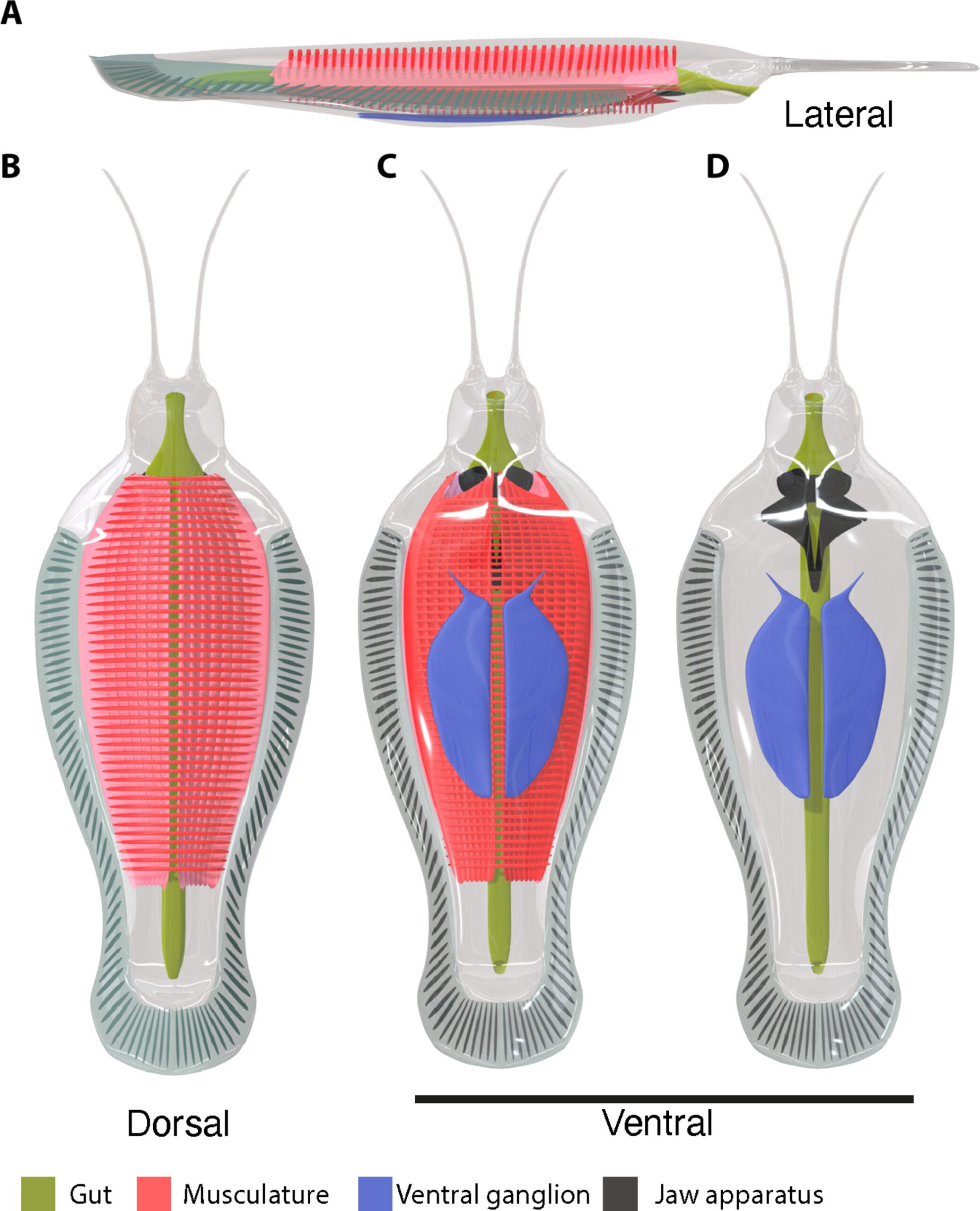Digital 3D model of T. koprii gen. et sp. nov. Reconstruction showing internal and external anatomy (red, musculature; blue, ventral ganglion; black, jaw apparatus; green, gut).