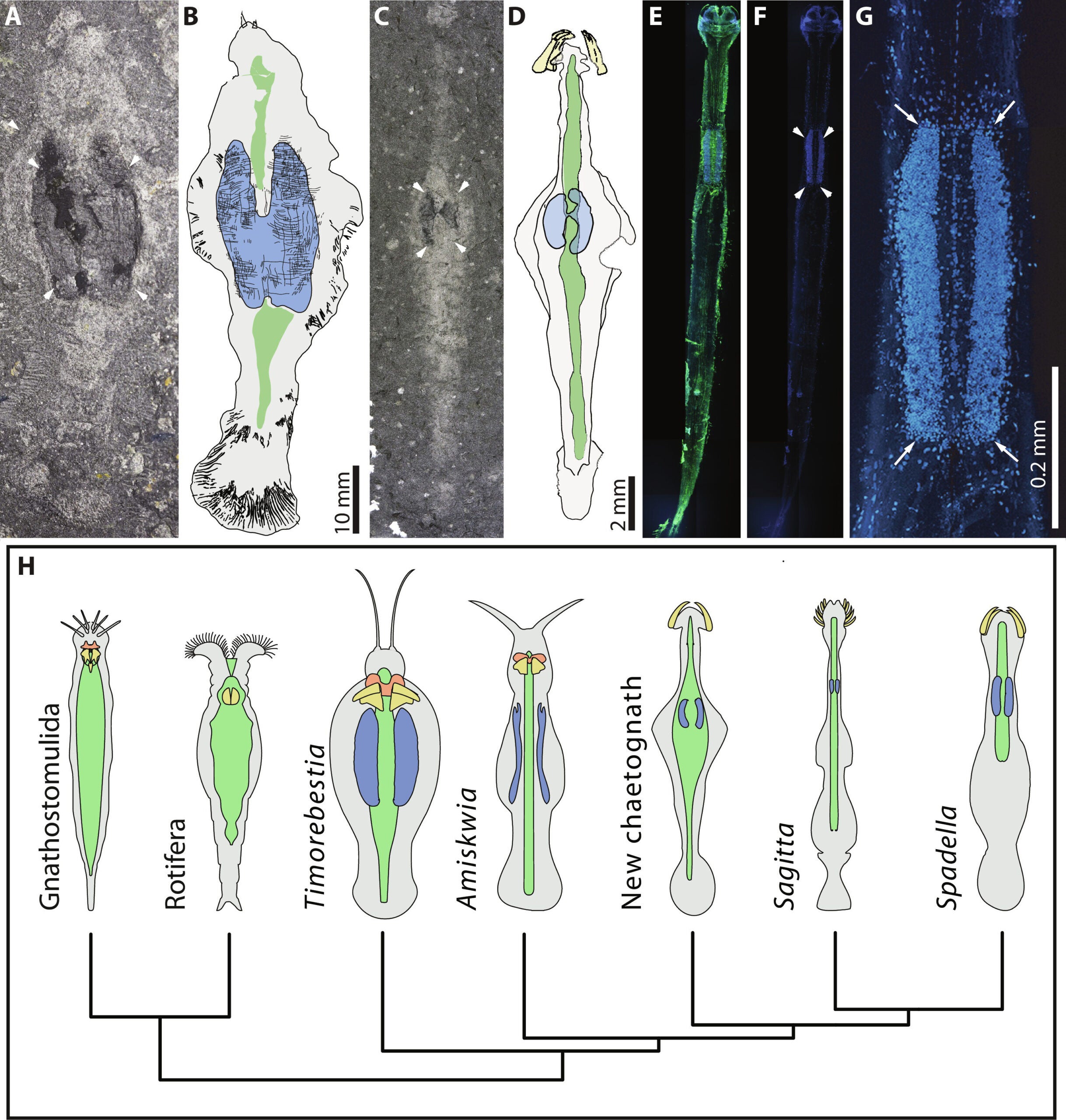 Ventral ganglion comparisons and phylogenetic relationships. Summary of phylogenetic analysis placing T. koprii on the chaetognath stem. Schematic reconstructions at the tips indicate relative association of the jaw apparatus, pedal ganglion in rotifers, and ventral ganglion.