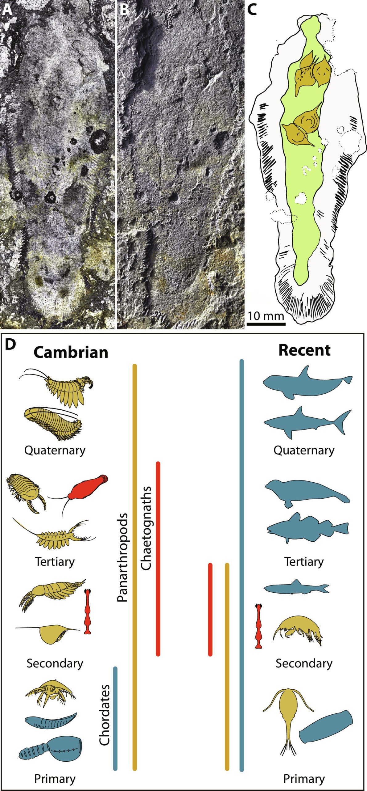 Isoxys predation and evolution of food web tiering. Schematic presentation of the preserved and inferred components of the pelagic food web in Sirius Passet during the early Cambrian in comparison to modern pelagic food webs, highlighting the downward shift of arthropods and chaetognaths that took place during the Paleozoic as jawed vertebrates evolved to dominate the upper tiers in the food chain.