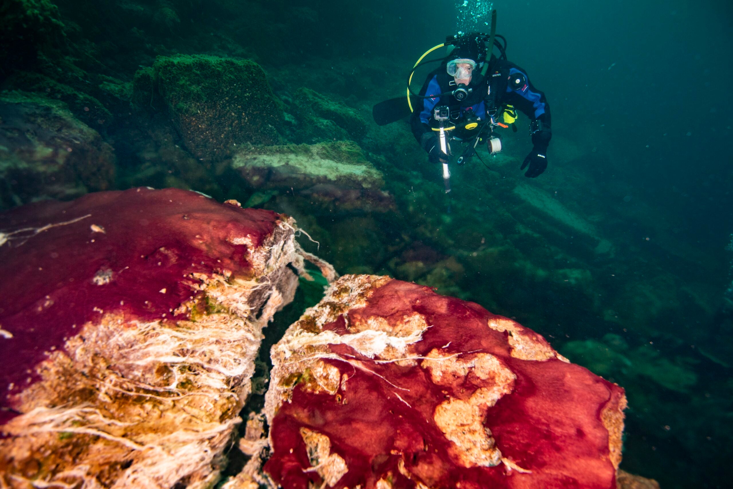 A scuba diver observes the purple, white and green microbes covering rocks in Lake Huron’s Middle Island Sinkhole.