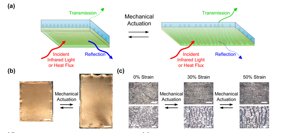 Surface morphologies, adaptive infrared properties, and dynamic thermoregulatory functionalities of the encapsulated composite materials.