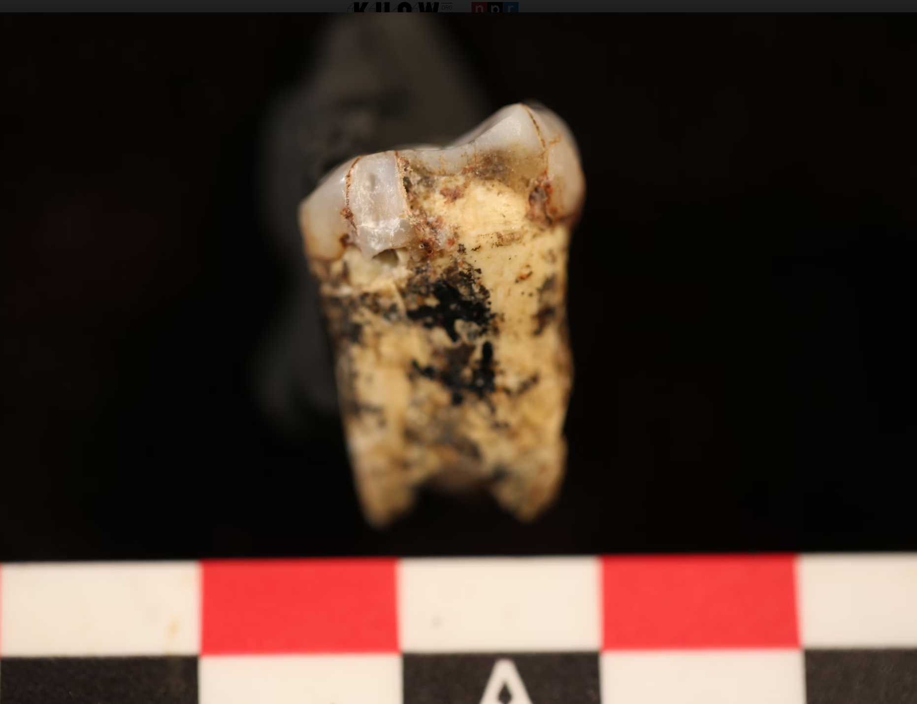 One of the teeth from seven Australopithecus individuals that got drilled so a small amount of tooth enamel could be analyzed for evidence of meat consumption.
