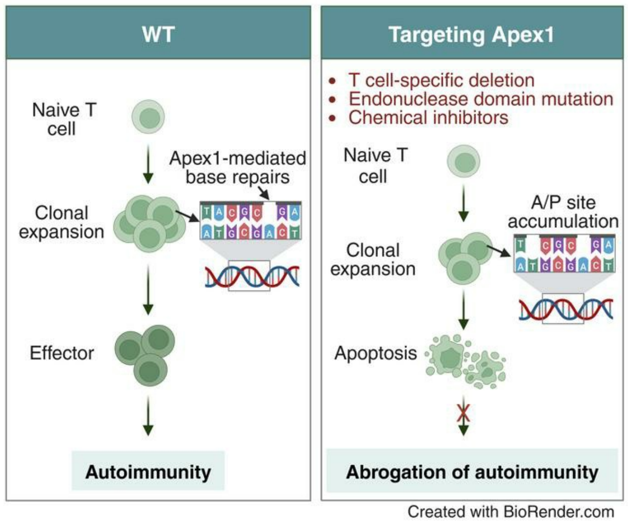 Graphical abstract. Apex1 safeguards genomic stability to ensure a cytopathic T cell fate in autoimmune disease models.