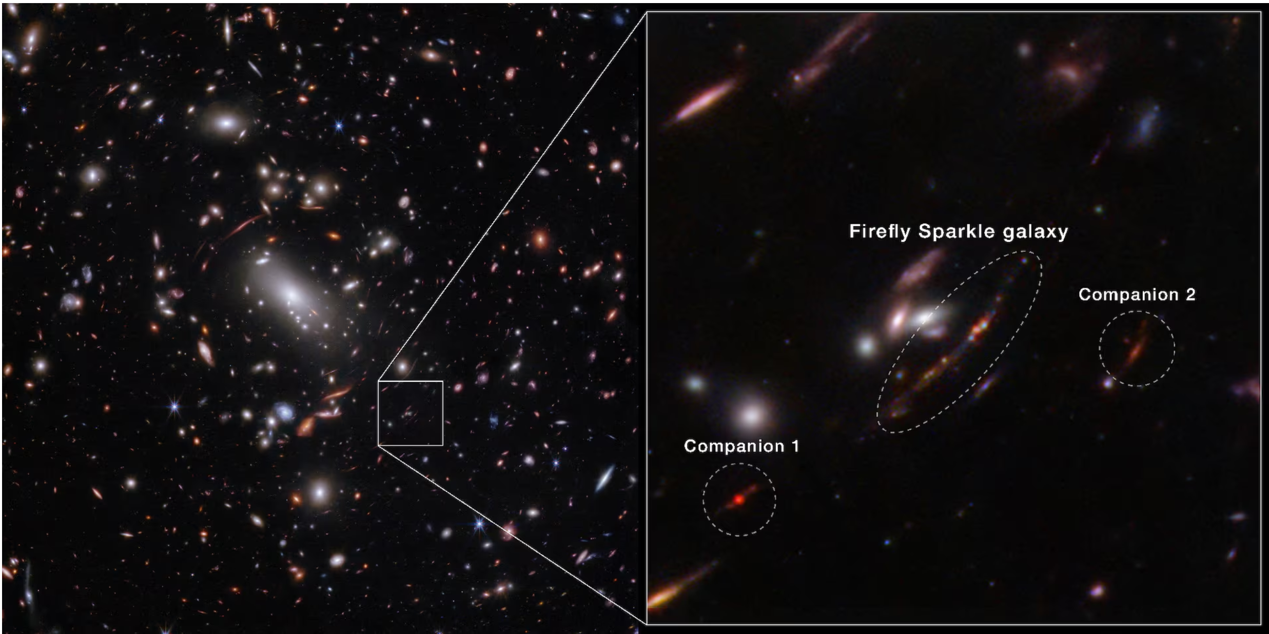 For the first time, astronomers have identified a still-forming galaxy that weighs about the same as our Milky Way if we could “wind back the clock” to weigh our galaxy as it developed. The newly identified galaxy, the Firefly Sparkle, is in the process of assembling and forming stars, and existed about 600 million years after the Big Bang.