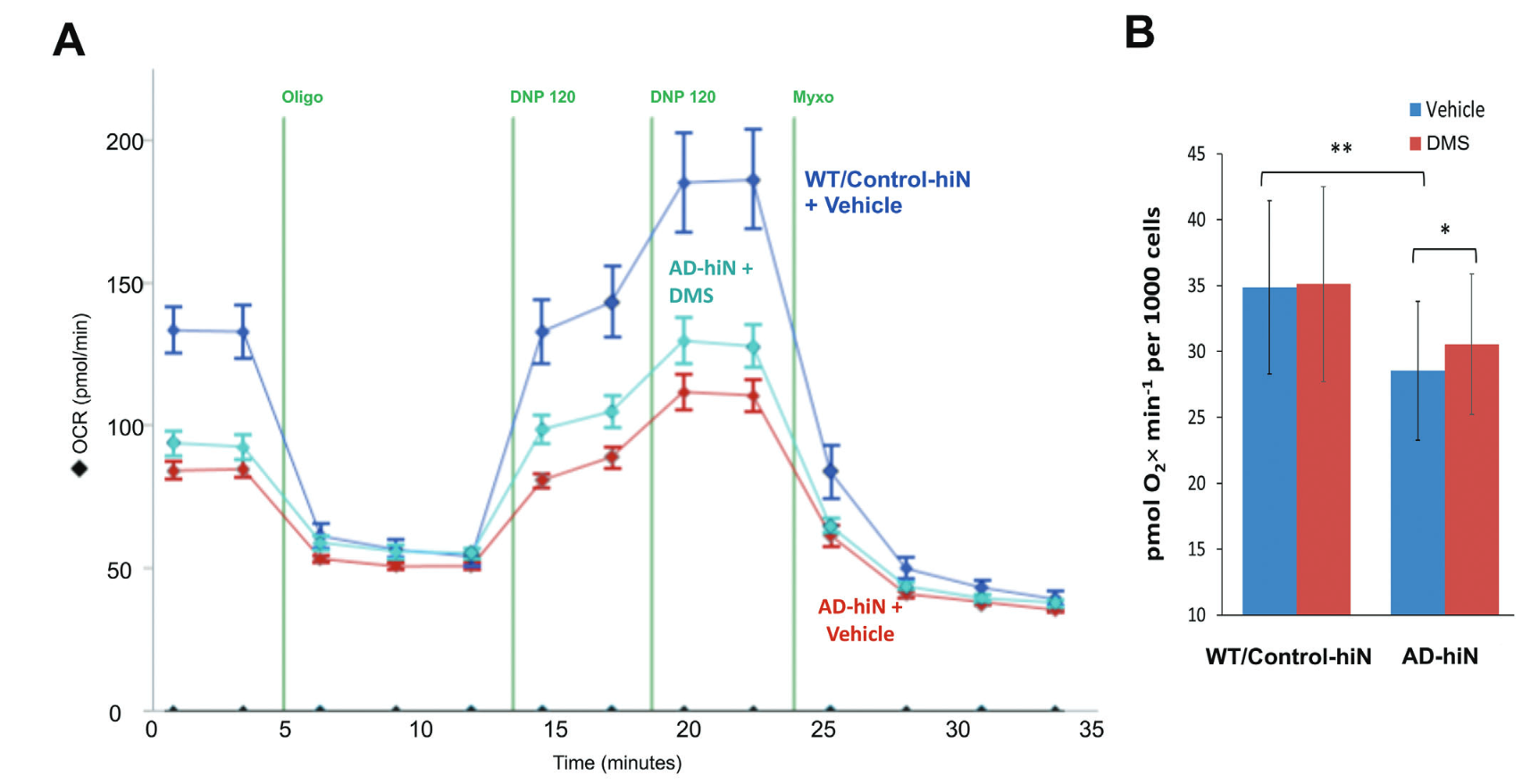 Respiratory defect in PS1 AD-hiN compared to WT/Control-hiN and partial rescue with dimethyl succinate. 