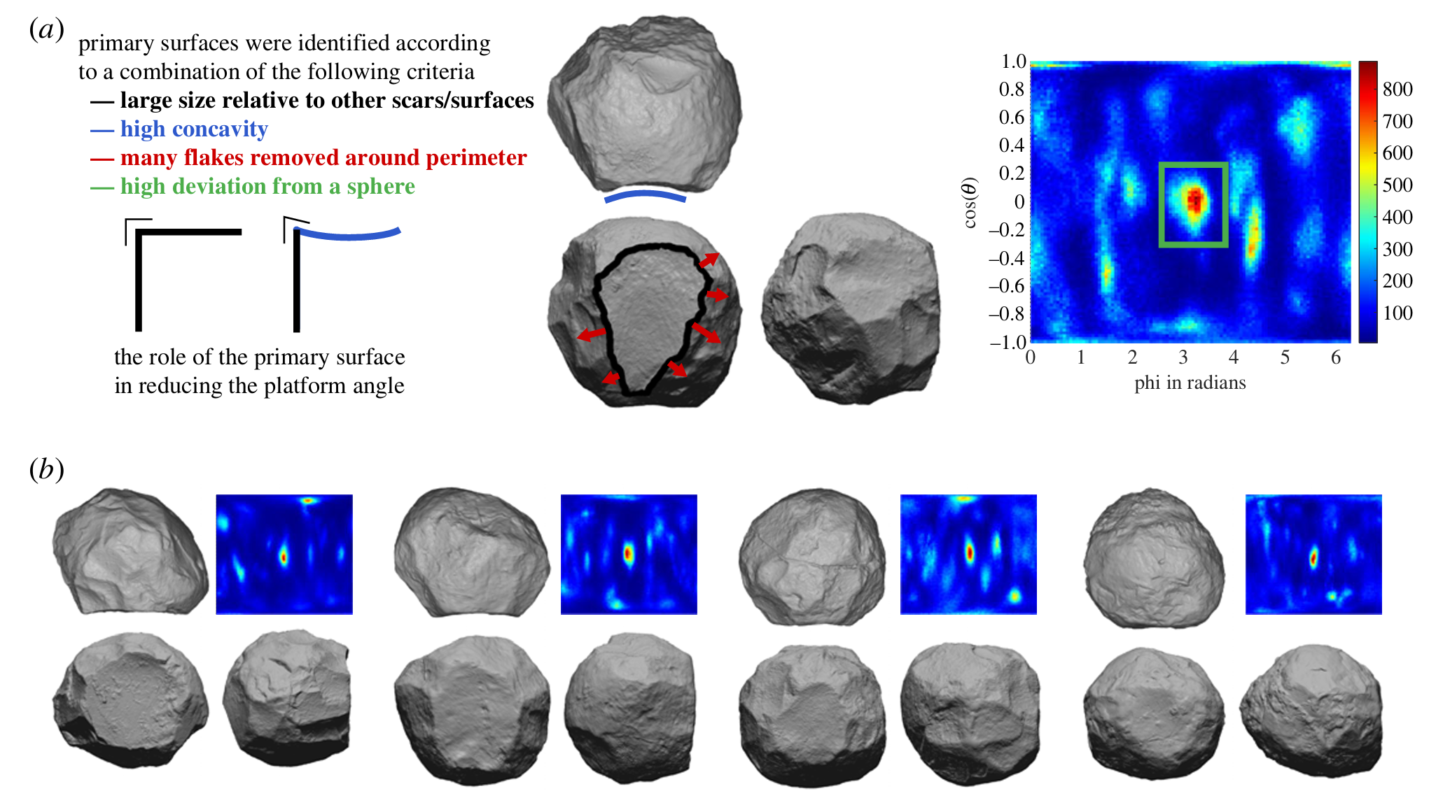  Primary surfaces of spheroids. (a) The criteria (colour-coded) from which primary surfaces were identified.