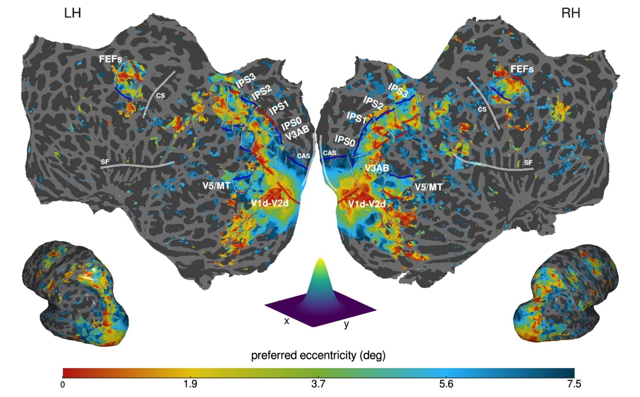 The distribution of preferred eccentricity of an example participant are shown projected onto the flattened native cortical surface. 