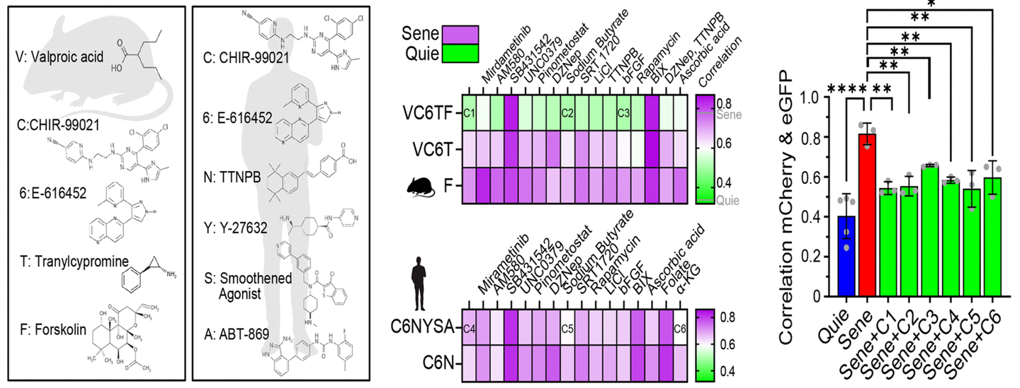 Reprogramming small molecule cocktails restore NCC alterations in senescent cells.