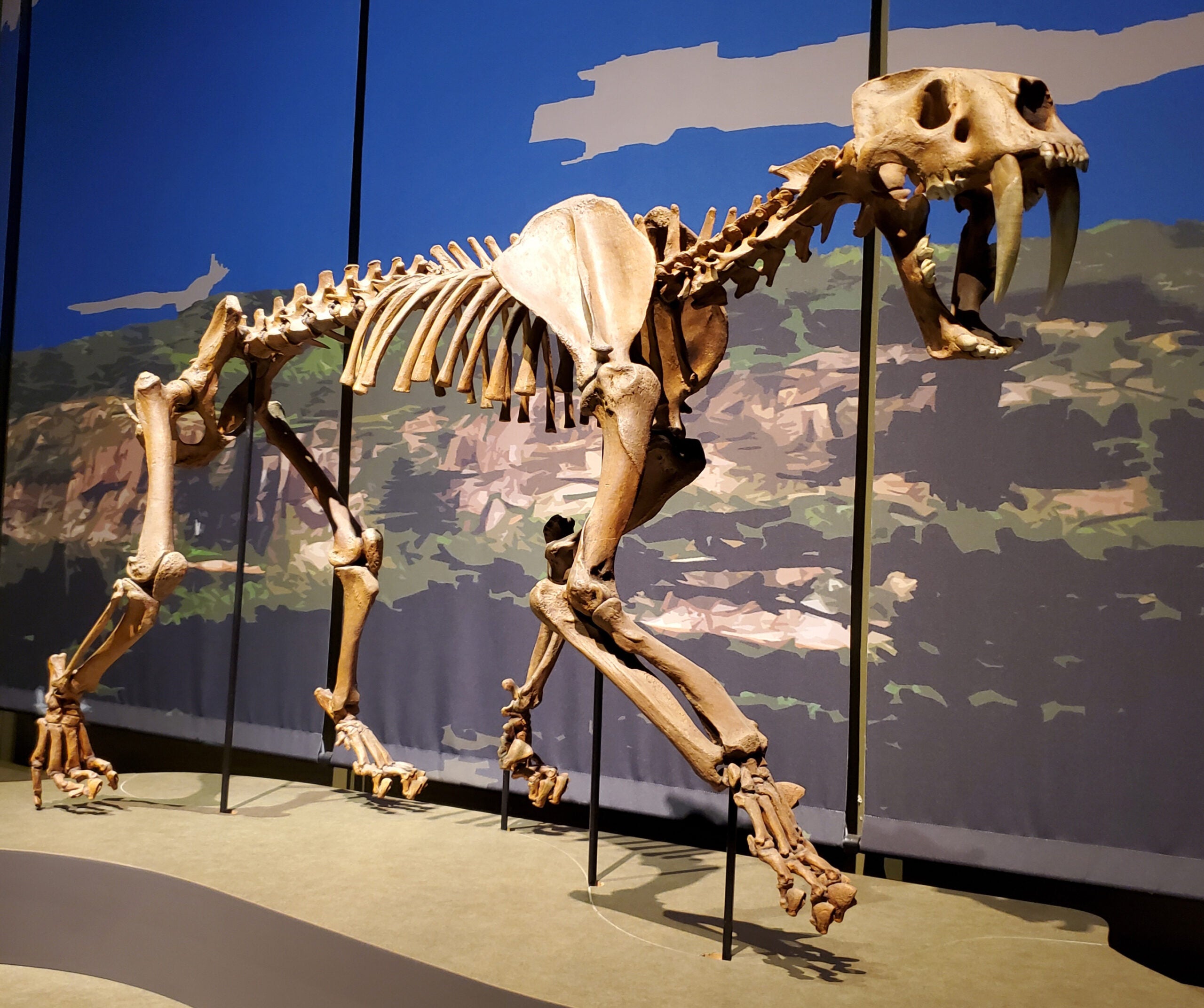 Fossil of a Smilodon populator at the Tellus Science Museum near Cartersville, Georgia