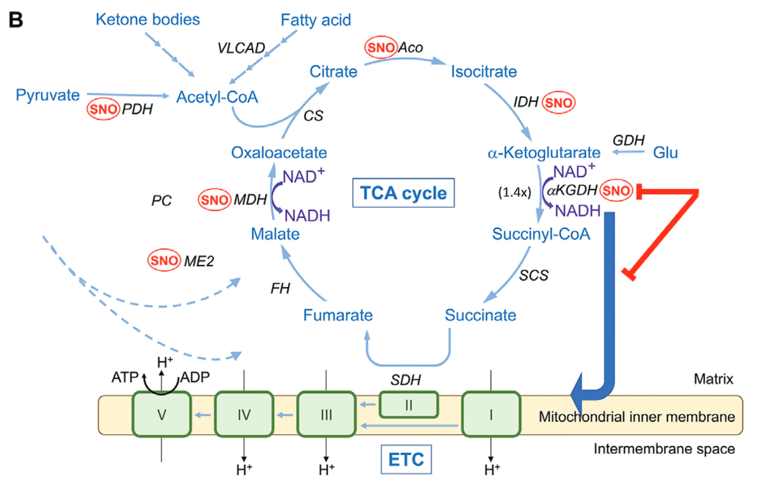Schema showing effects of S-nitrosylation (SNO) of TCA cycle enzymes in isogenic WT/Control and AD mutanthiN. AD-hiN displays basal partial inhibition of the TCA cycle at the Aco/IDH steps. 