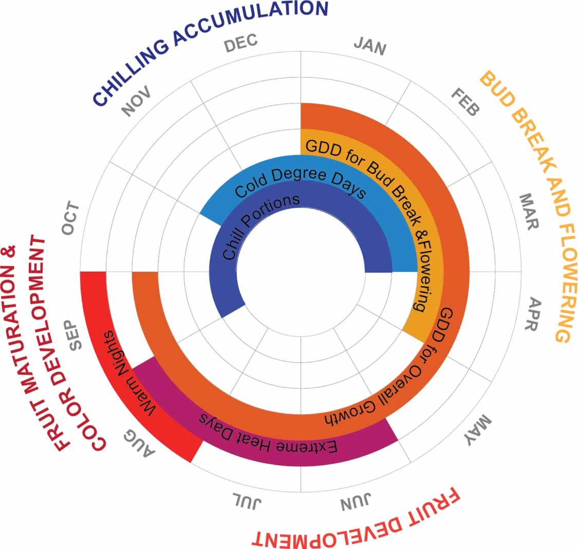 Months over which the six climate metrics are calculated (inner segments)—chill accumulation (September–March, dark blue), cold degree days (November–March, light blue), growing degree days for bud break and flowering period (January–April, yellow), growing degree days for overall growth (January–September, orange), extreme heat days (June–August, dark pink), and warm nights (August–September). Text on the outer edges indicates four key phenological stages.