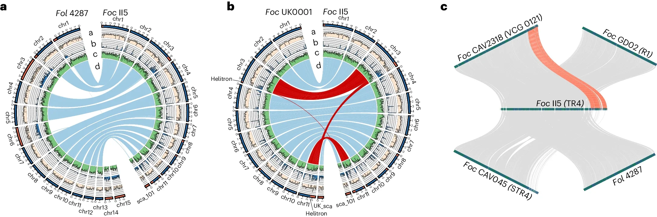 Genomic comparison reveals the attachment of accessory sequences to core chromosomes and the dynamics of these accessory sequences.