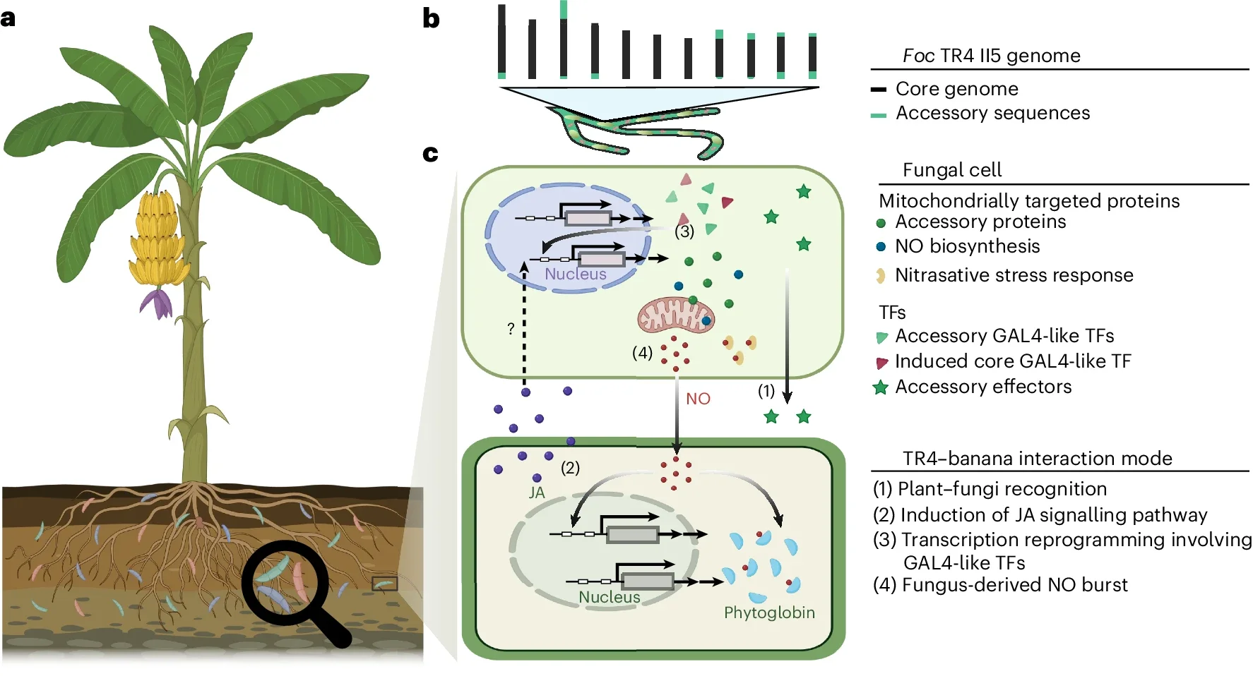 Proposed TR4–Cavendish banana interaction mode (created with BioRender.com).