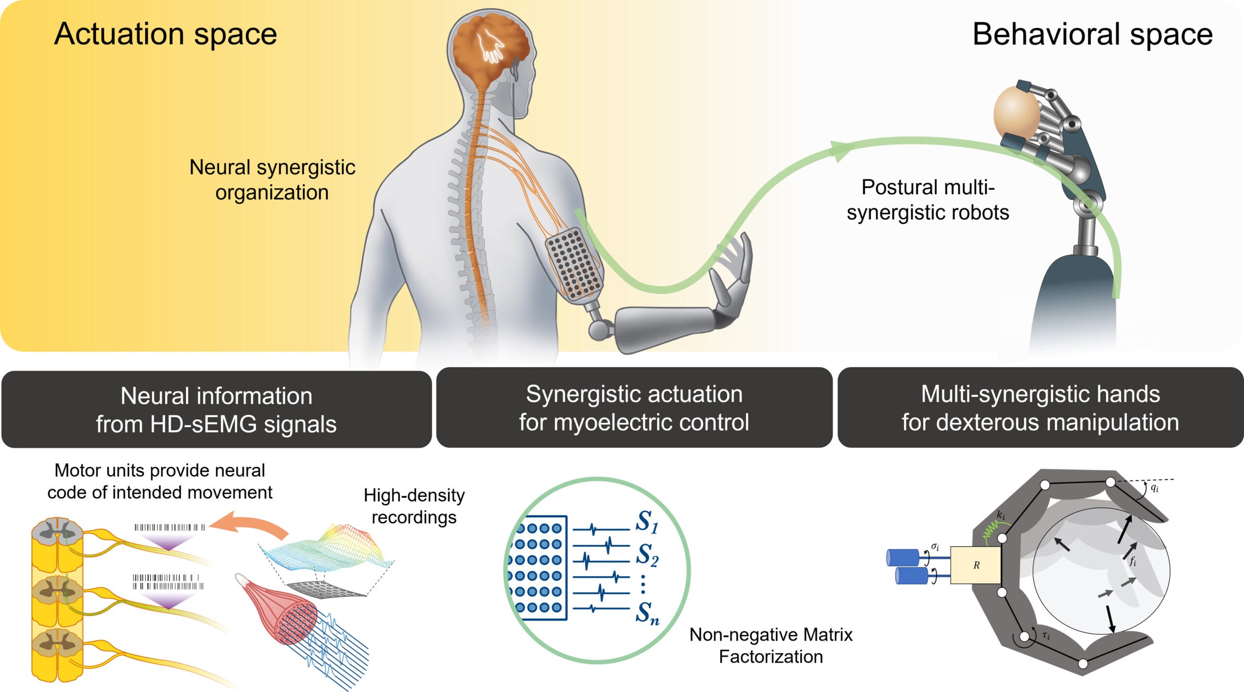 Combination of postural and neural synergies for dexterous prosthetic hand control.