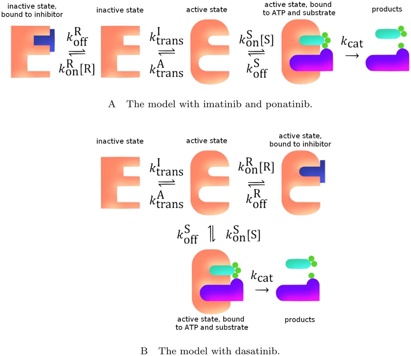 A cartoon of the simplified model of the Abl1 enzyme system.