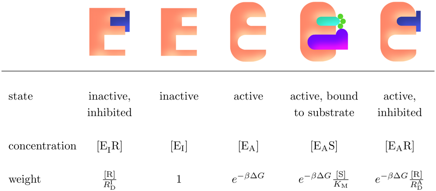 The enzyme states and their relative weights within the system in quasi-equilibrium.