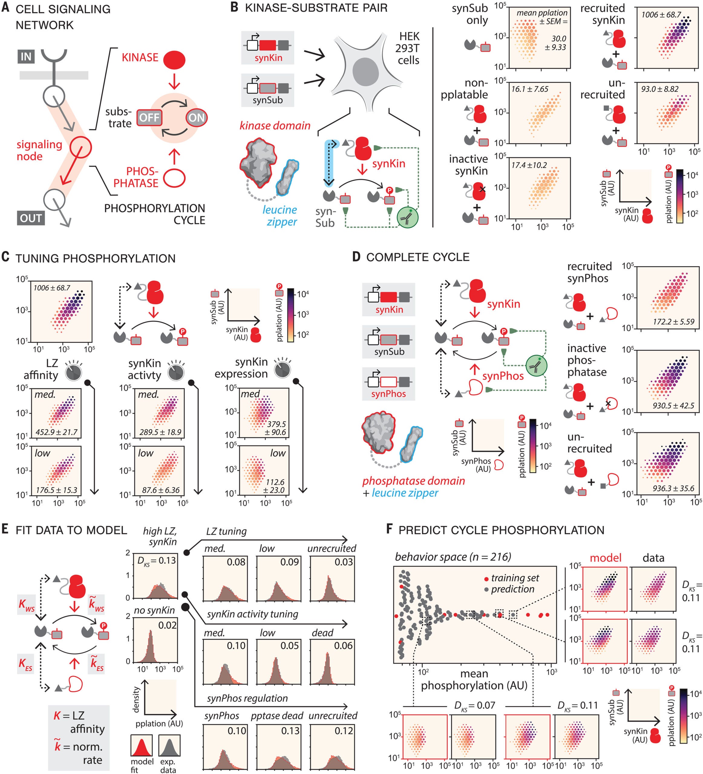 Building and tuning synthetic phosphorylation cycles in human cells.