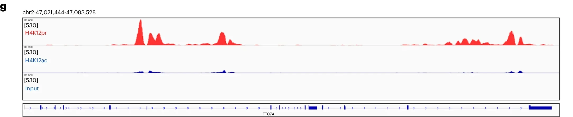 Genome-wide H4K12pr distribution.