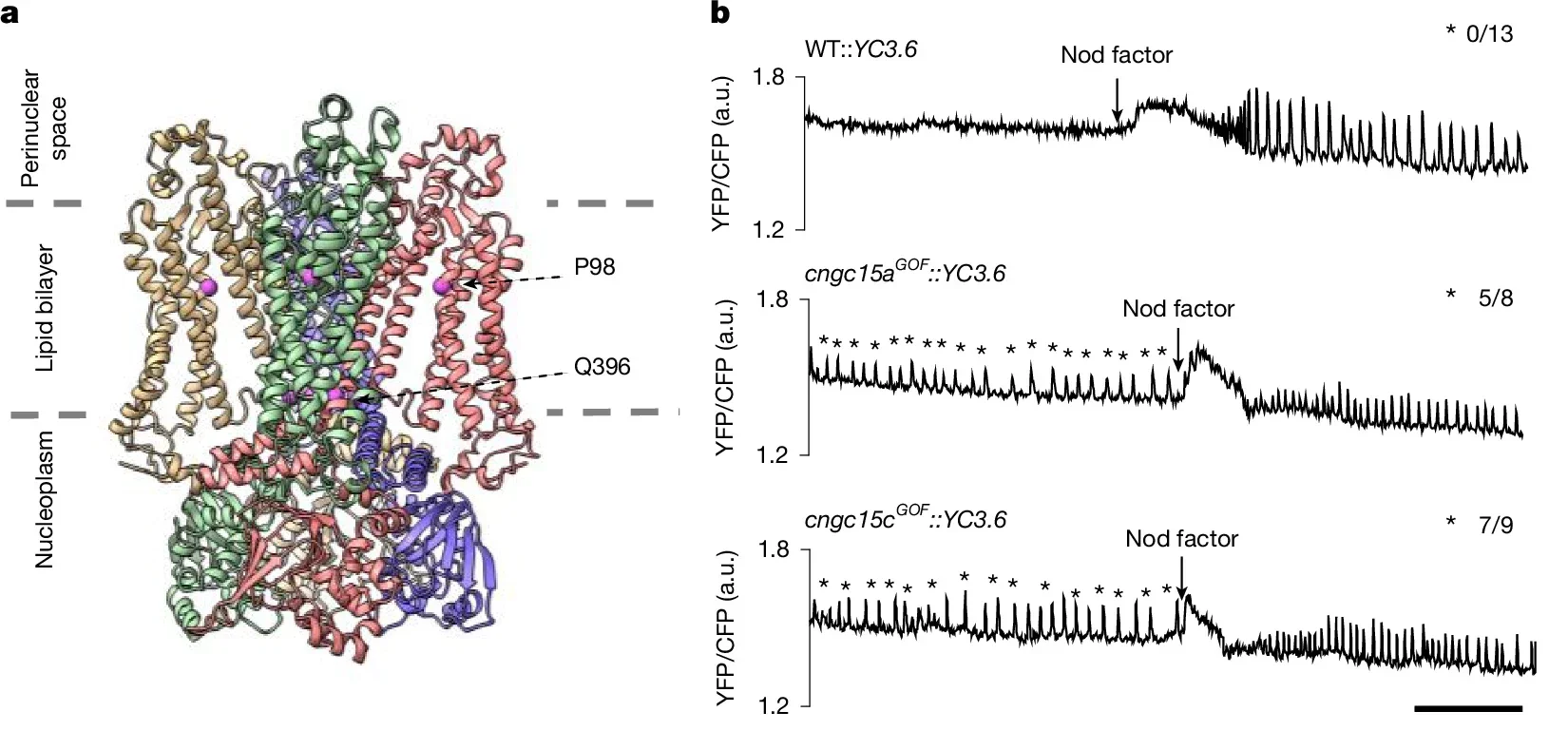 CNGC15GOF autoactivates low-frequency Ca2+ oscillations.