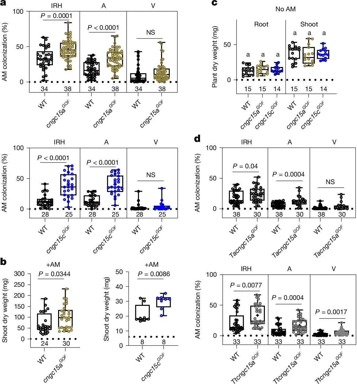 M. truncatula and wheat cngc15GOF mutants benefit from enhanced AM symbiosis.