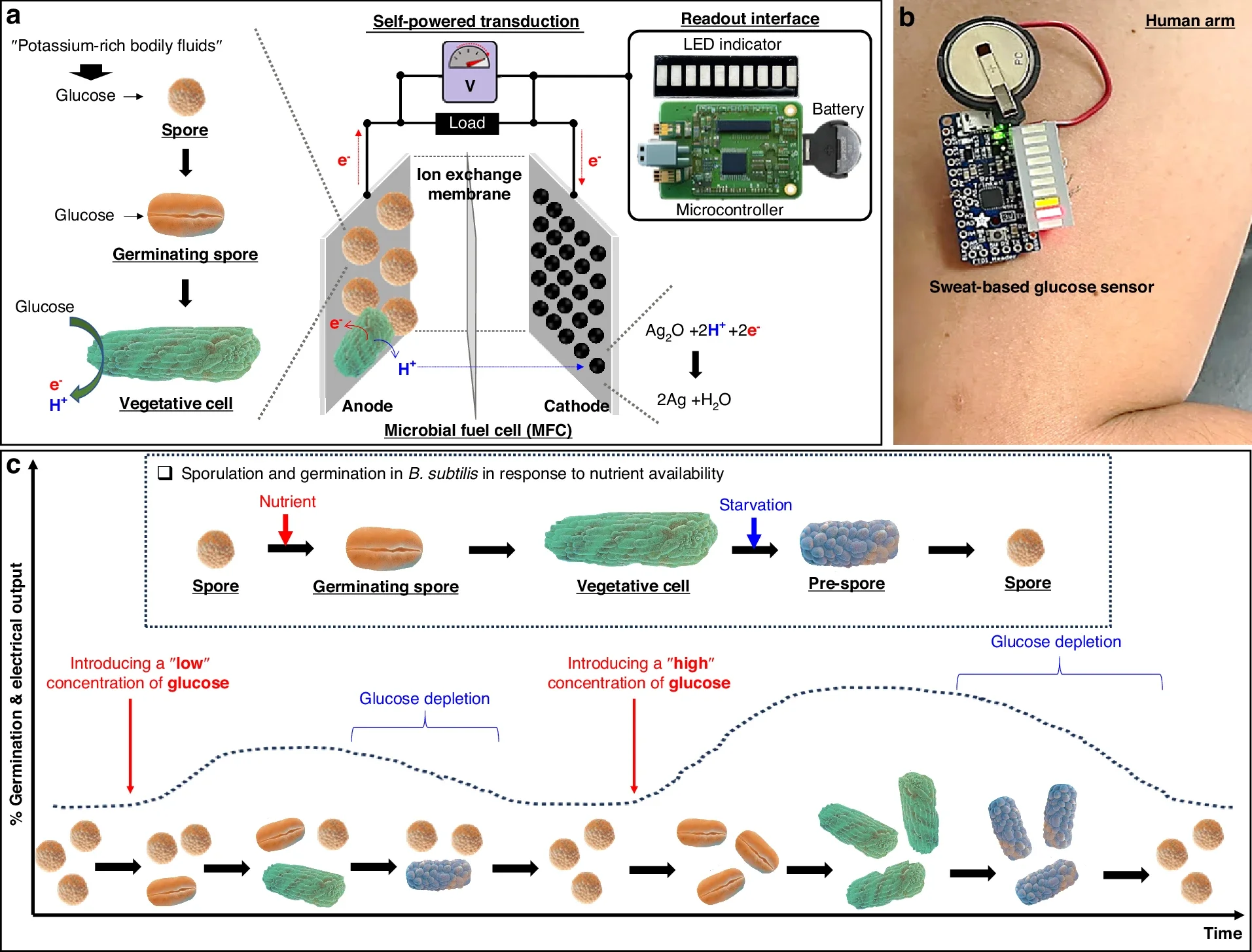 A depiction of a paper-based, spore-forming microbial whole-cell sensing system developed for glucose monitoring.